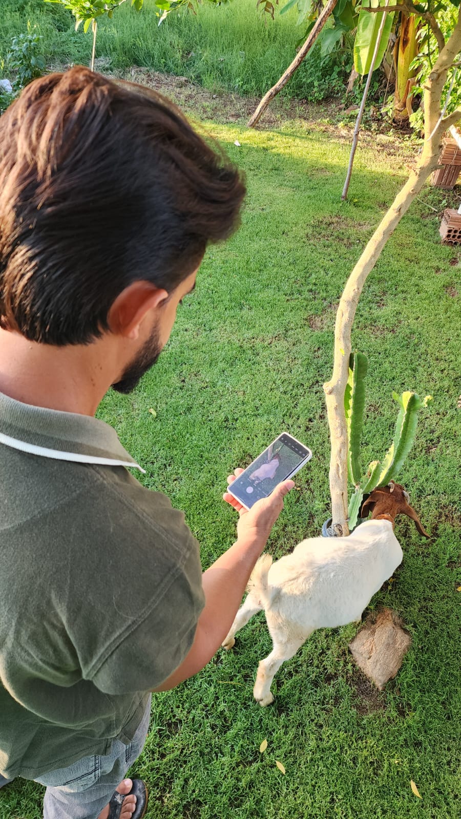 Pesagem de animal em campo